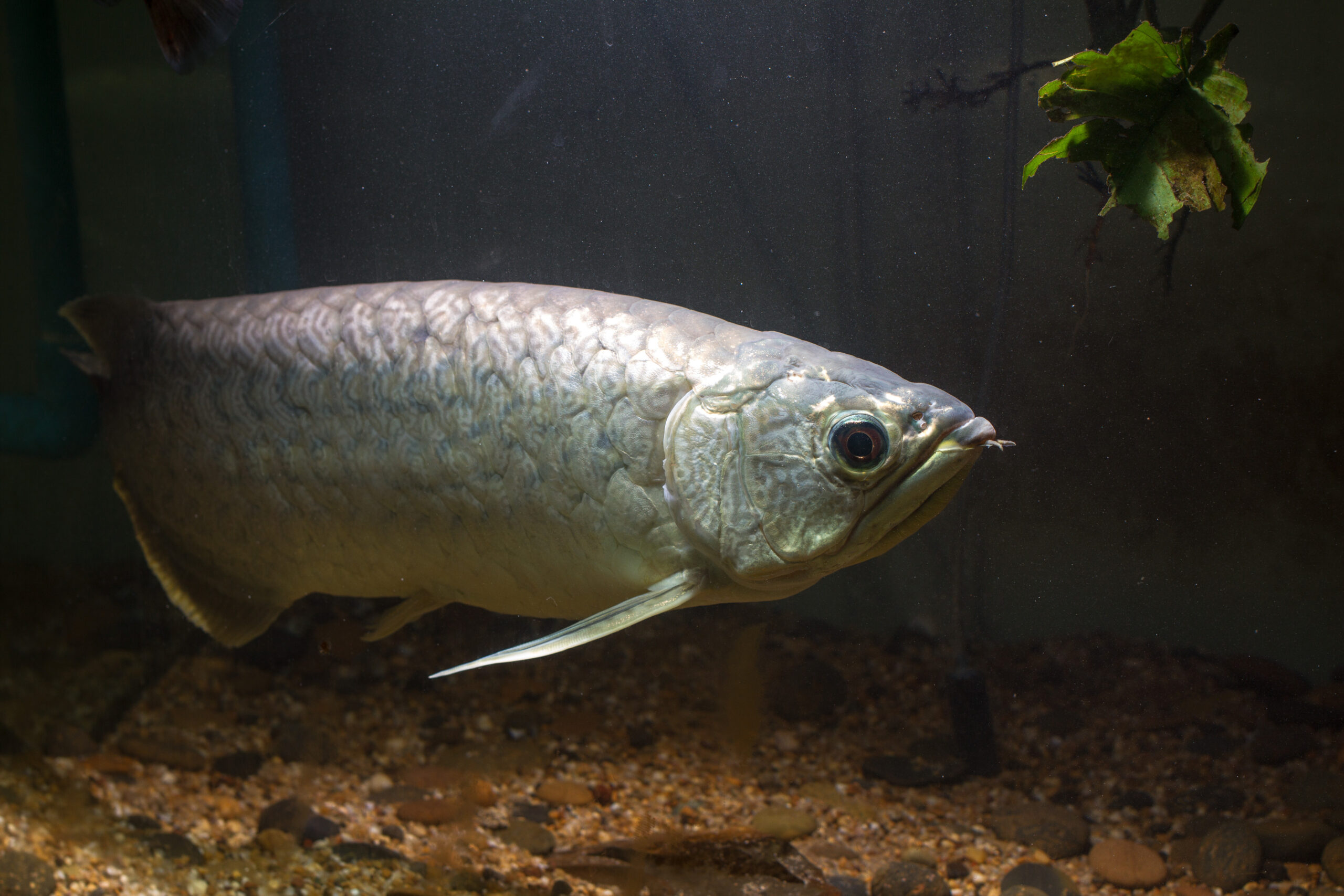 ミャンマーバティックアロワナ